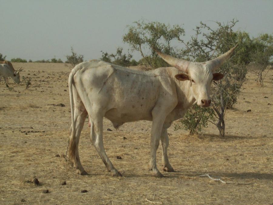 <p>April 2006 near Kolo Manga, Niger, about 7km from the old lake Chad shore.This animal appears to have some traits of the famous kuri cattle but as the horns are not massively bulbous and the locality is dry--purebred kuri have a strong preference for fresh grass--it is presumably a hybrid. Several authors refer to kuri x zebu crosses in the Komadugu Yobe area and it may well be one of these, perhaps what Mason (1951) calls the Jotko or Jotkorma variety and Blench (1999) the Jetkoram.</p>
